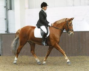 Hollybrooke Ginger